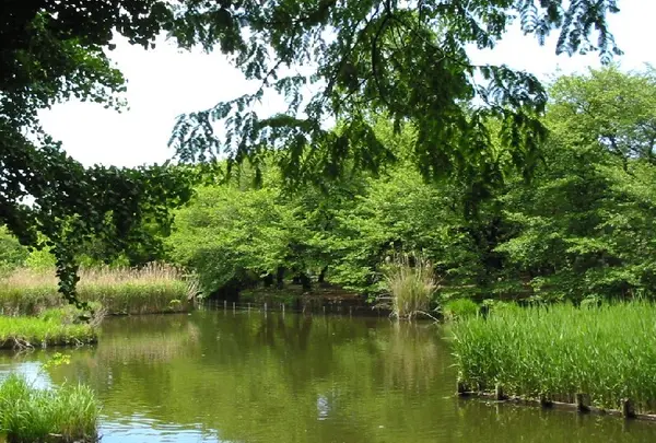 善福寺公園
