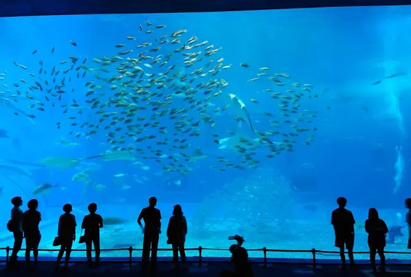 沖縄美ら海水族館