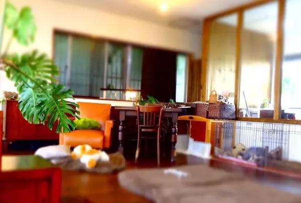 CRAZY★ DOG CAFE and TRIMMING