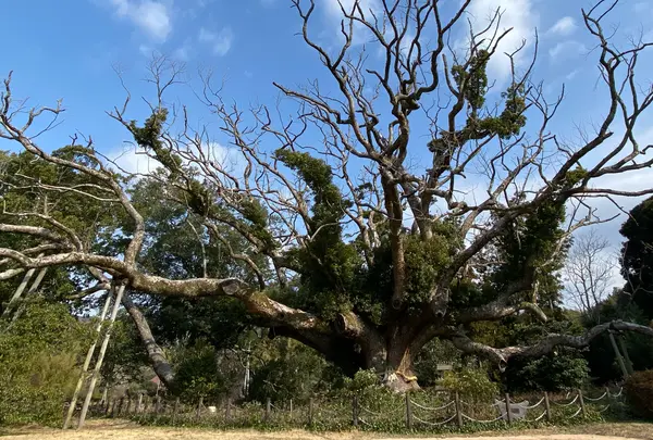 川棚のクスの森