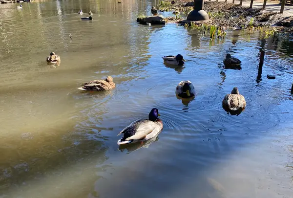 宝来公園