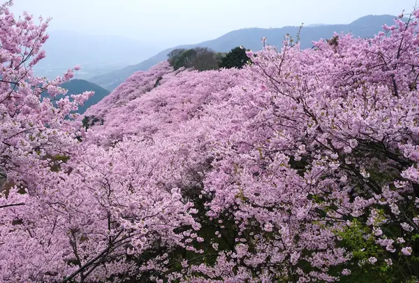 八百萬神之御殿
