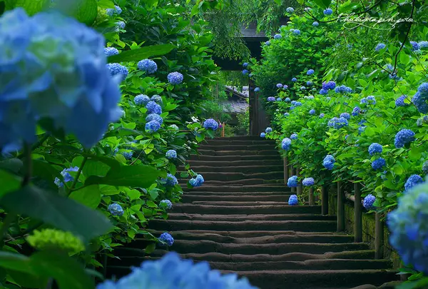 明月院（あじさい寺）