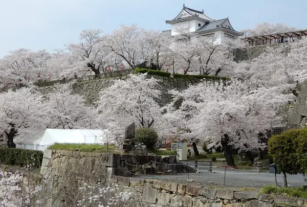 津山城 鶴山公園