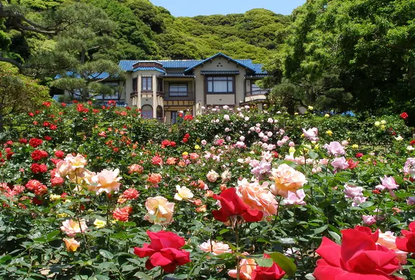 鎌倉文学館のバラ