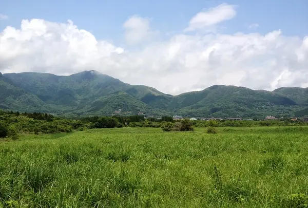 仙石原湿原植物群落
