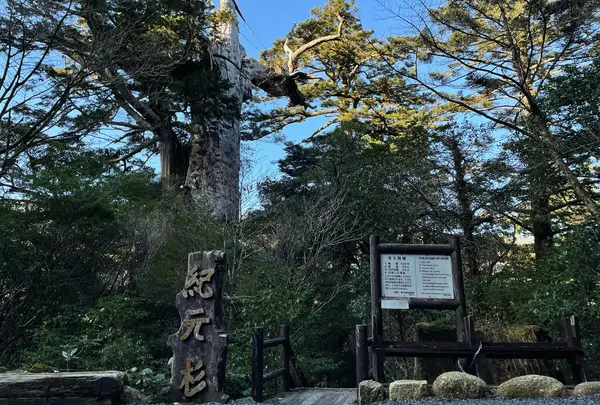 紀元杉