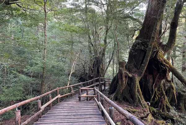 屋久島自然休養林（ヤクスギランド）