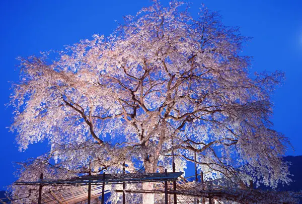 円山公園