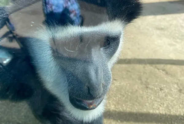よこはま動物園ズーラシア