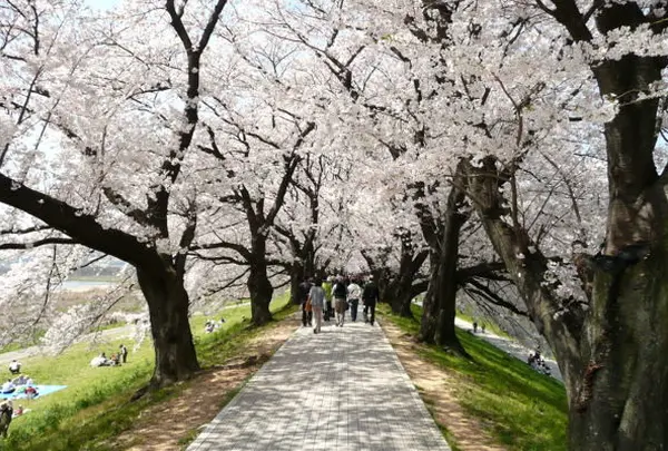 淀川河川公園 背割堤（せわりてい）地区