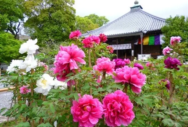 今里の弘法さん「大悲山 乙訓寺」