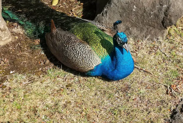 伊豆シャボテン動物公園