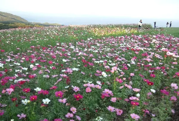 あわじ花さじき