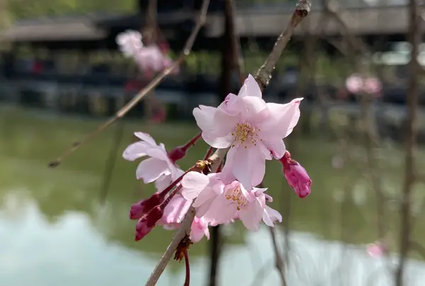 東神苑