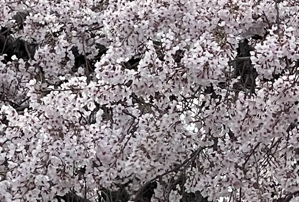 円山公園