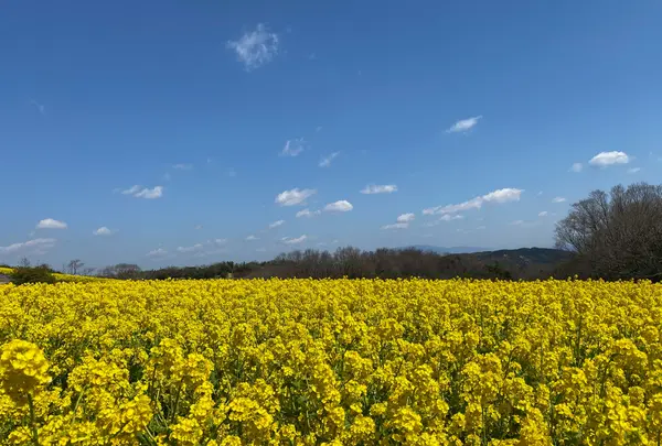 あわじ花さじきの写真・動画_image_898894