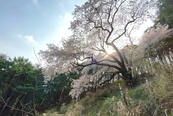 大山桜