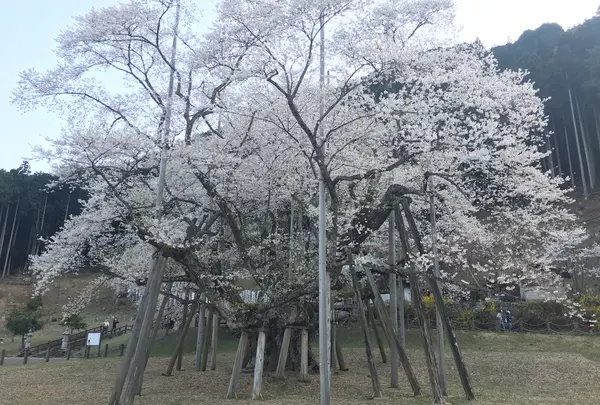 根尾谷淡墨桜