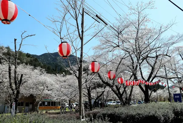 寺尾ヶ原千本桜公園
