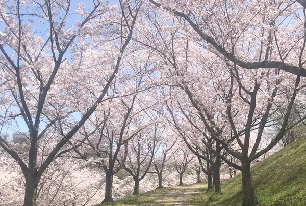 生活環境保全林みたけの森