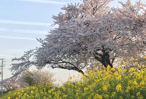 黒野　名もなき堤防