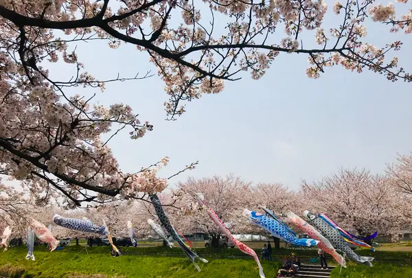 板屋川堤防沿いの桜並木