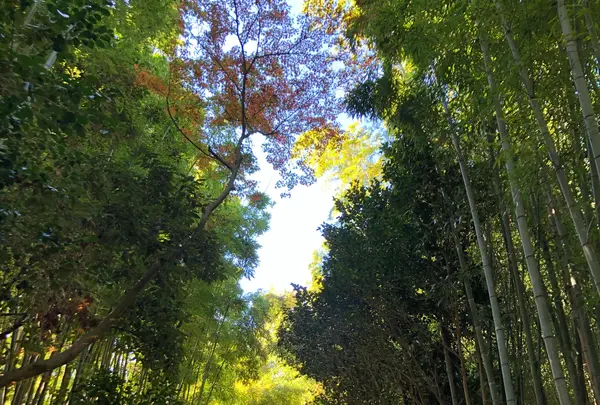 嵯峨野竹林