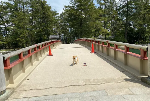 天橋立の写真・動画_image_906992