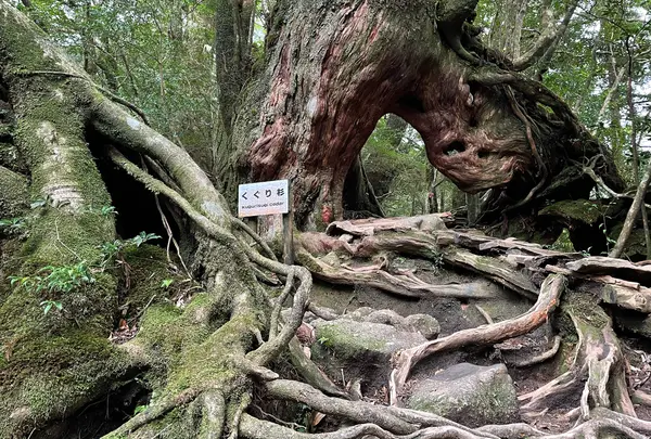 くぐり杉