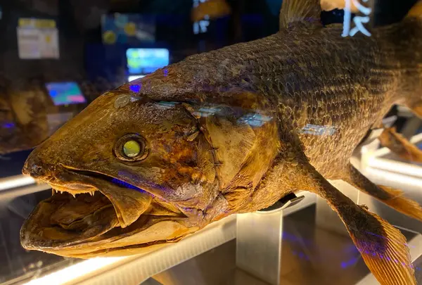 沼津港深海水族館