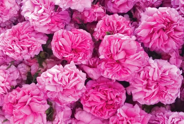 ダマスクの風 CAFE