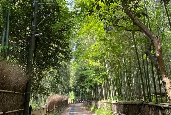 竹林の小径