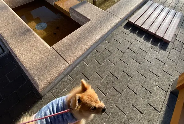 温泉ゆめ広場 足湯