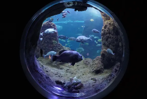 新江ノ島水族館
