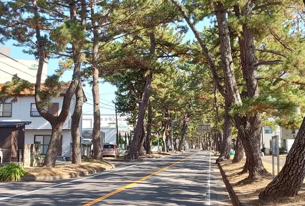 池鯉鮒宿の松並木