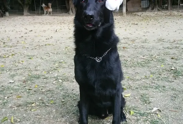 シオン警察犬訓練所