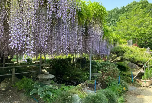 上籠谷のフジ（宇都宮市指定天然記念物）