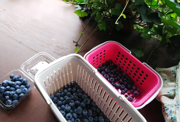 安曇野の丘 村山ブルーベリー園