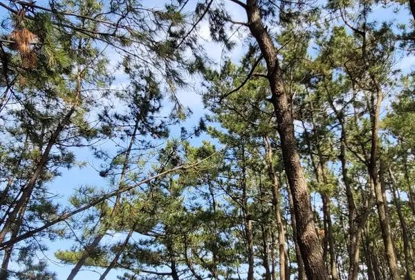 西ノ浜海水浴場