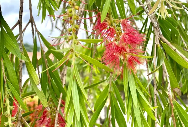首里崎山町サガリバナ並木