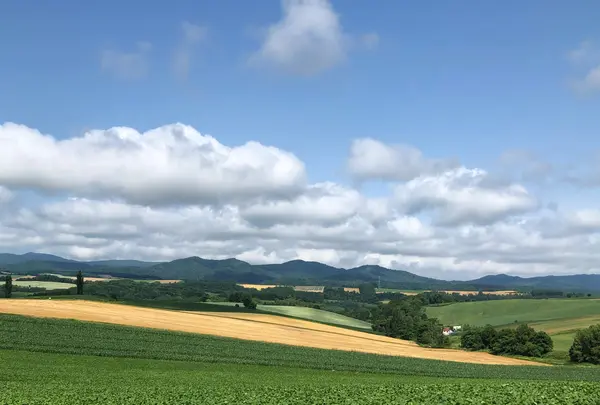パッチワークの路の写真・動画_image_934632