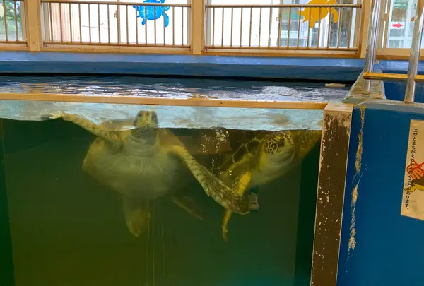 越前松島水族館の写真・動画_image_942509