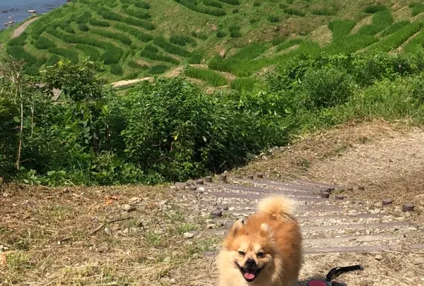 白米の千枚田