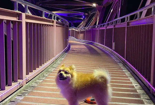 あやとりはし