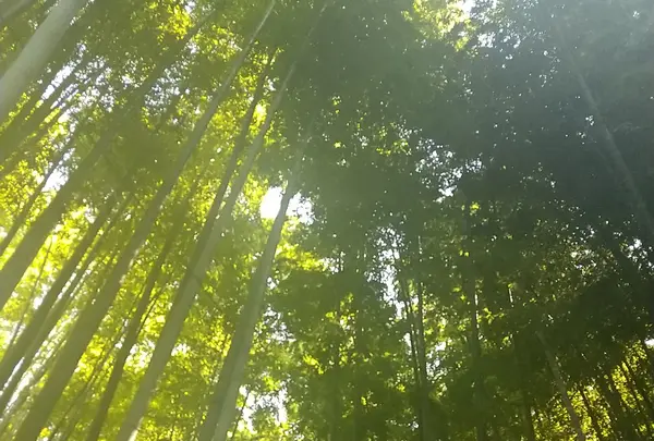 報国寺（竹寺）