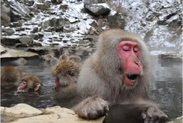 ✅地獄谷温泉