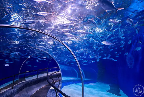Shanghai Ocean Aquarium