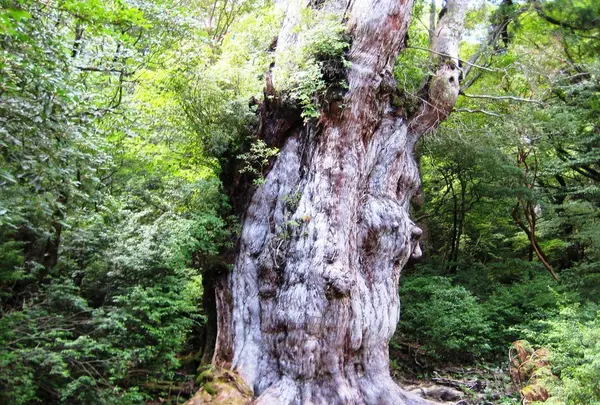 縄文杉