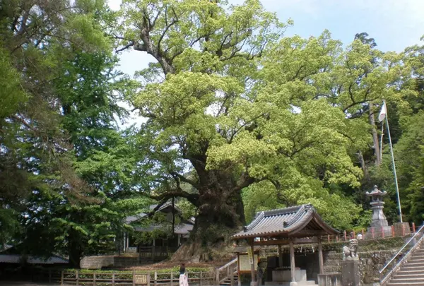 蒲生の大クス(国特別天然記念物）